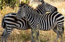 4-Days Group Camping Safari : Tarangire, Ngorongoro & Serengeti