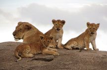4-Days Group Camping Safari : Tarangire, Ngorongoro & Serengeti