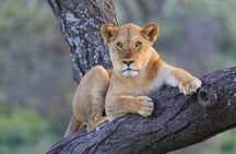 Classic Tanzania Safari 7 Days 6 Nights Private Safari