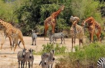 Mikumi day trip safari from Zanzibar