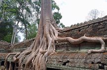 Private Half-Day Tour: Ta Prohm Jungle Temple Highlights