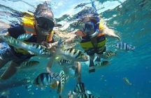 Blue Paradise: Bali’s Underwater Adventure