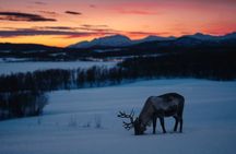 Arctic Fjord Tour with Sami History and Sommarøy Lunch