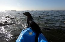 Swakopmund: 3 in 1, Kayaking, Sandwich Harbour & Sandboard Combo
