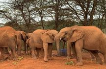 7 Day Kenya Highlights Amboseli to Masai Mara