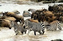 7 Day Tanzania Migration Safari