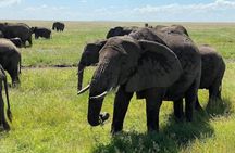 Ngorongoro Crater Private Day Safari from Arusha