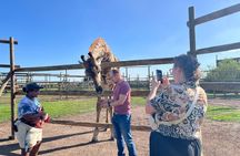 Wine and Big Cat Sanctuary Tour