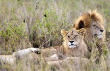 4 Days 3 Night Serengeti and Ngorongoro Safari