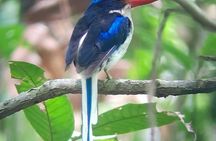 Malagufuk West Papua Bird of Paradise Birdwatching Adventure