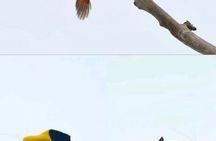 Malagufuk West Papua Bird of Paradise Birdwatching Adventure