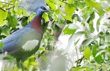 Malagufuk West Papua Bird of Paradise Birdwatching Adventure
