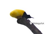 Malagufuk West Papua Bird of Paradise Birdwatching Adventure
