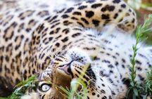 Johannesburg: Harties Aerial Cableway & Safari Park Tour