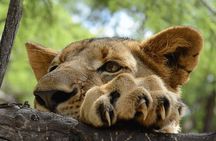 Johannesburg: Harties Aerial Cableway & Safari Park Tour