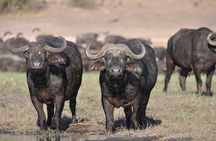 Ngorongoro Crater Private Day Safari from Arusha
