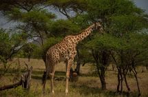 3 Day Serengeti and Ngorongoro Group Camping Adventure