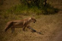 3 Day Serengeti and Ngorongoro Group Camping Adventure