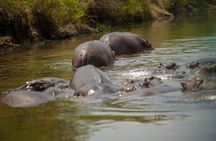 3 Day Serengeti and Ngorongoro Group Camping Adventure