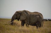 4 Days Group Camping Safari Tarangire Serengeti and Ngorongoro