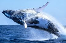 Cape Town Whale Watching and Penguin Boat Shared Tour