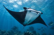 Ultimate Tamarindo Snorkelling & Wildlife Adventure Tour