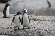 Cape Town Whale Watching and Penguin Boat Shared Tour