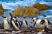 Cape Town Whale Watching and Penguin Boat Shared Tour