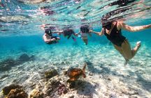 Private Rarotonga Turtle Tour – Lagoon Experience