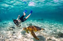 Private Rarotonga Turtle Tour – Lagoon Experience