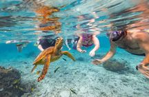 Private Rarotonga Turtle Tour – Lagoon Experience