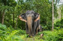 Phuket Elephant Observation Hour and Canopy Walk