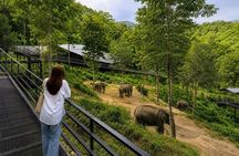 Phuket Elephant Observation Hour and Canopy Walk