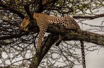 3 Days Tanzania Safari Private Tour