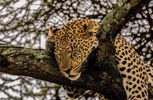 3 Days Tanzania Safari Private Tour