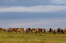 3 Days Tanzania Safari Private Tour