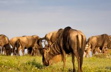3 Days Tanzania Safari Private Tour
