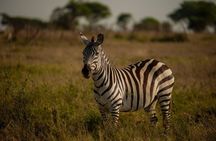 5 Days Tanzania Midrange Group Camping Safari