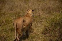 5 Days Tanzania Midrange Group Camping Safari