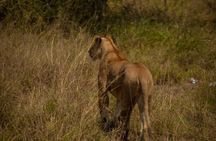 5 Days Tanzania Midrange Group Camping Safari