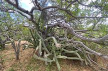 San Jose del Cabo Desert Mountain Biking Tour