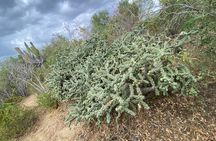 San Jose del Cabo Desert Mountain Biking Tour