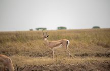 4 Days Tarangire Serengeti and Ngorongoro Mid Range Group Safari