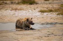 4 Days Tarangire Serengeti and Ngorongoro Mid Range Group Safari