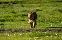 2 Days Tarangire and Ngorongoro Mid Range Group Safari