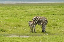 2 Days Tarangire and Ngorongoro Mid Range Group Safari