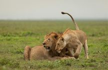 2 Days Tarangire and Ngorongoro Mid Range Group Safari