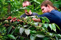 Arusha to Materuni Waterfalls and Coffee Culture Experience