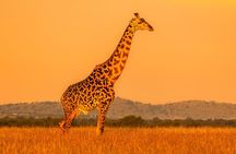 Arusha National Park Day Trip