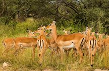 Arusha National Park Day Trip